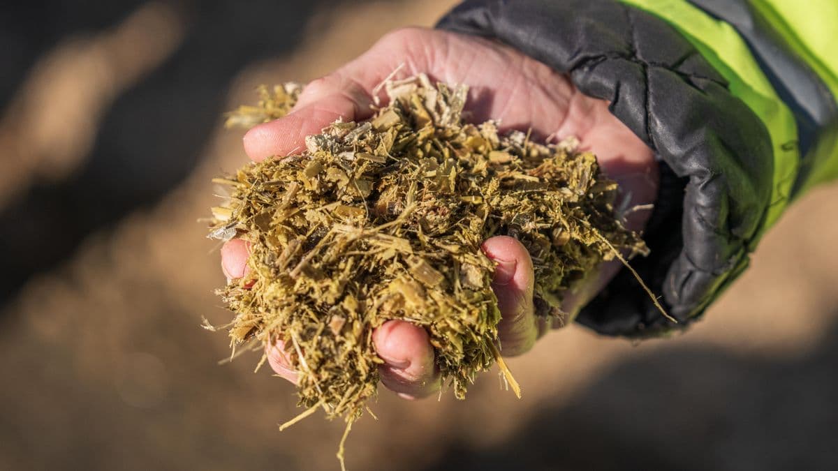 A worker in a high-visibility jacket holding a handful of straw mulch used for erosion control seeding, bare soil visible in the background